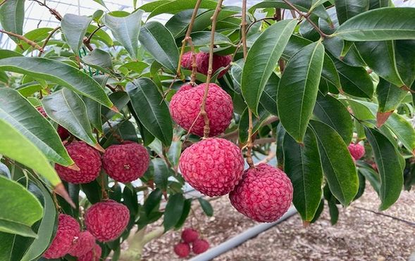 Miki Farm Kiyama (Lychee picking with tasting / approx. 40 minutes)
*Participants are responsible for the cost of their own lychees.