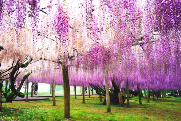 Arrival at Kawachi Fujien, Westeria Garden Parking Lot
60 minutes of exploration within the garden
**Please rest assured that the admission fee is included in the tour price.
**It is a 5-minute walk from the parking lot to the garden entrance.