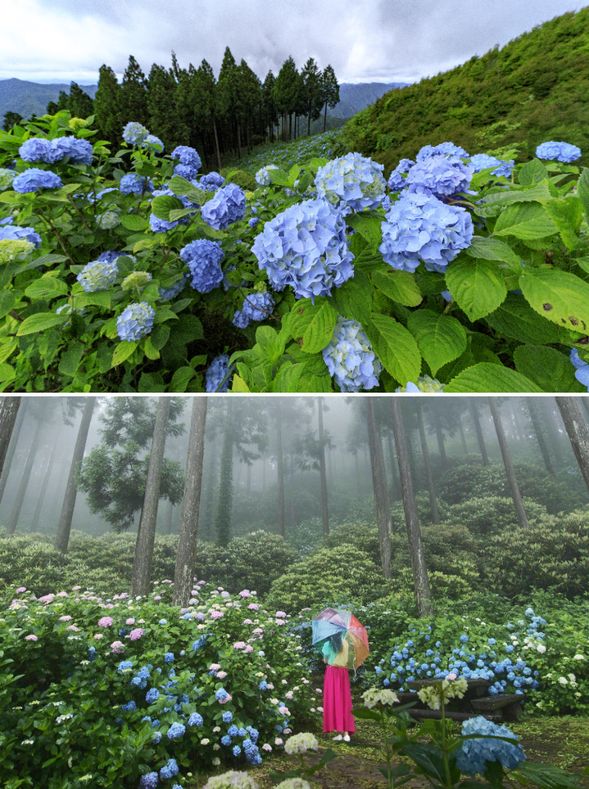 Hanazono Hydrangea Garden
(Enjoy the colorful hydrangeas / approx. 40 minutes)