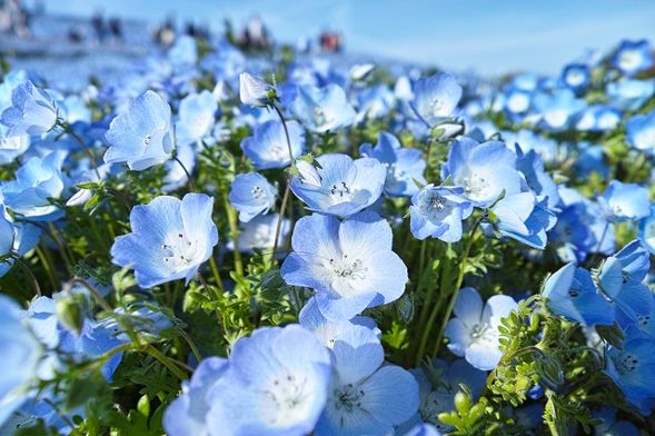 Hitachi Seaside Park (free time, about 2 hours)