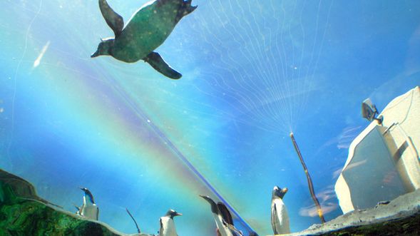 Asahiyama Zoo (Entrance ticket included / Approximately 2-hour stay)