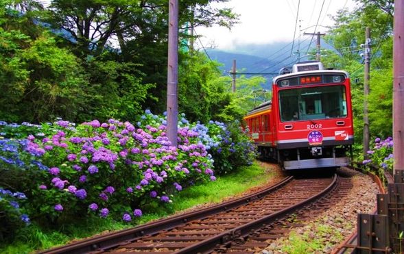 Gora Station
Hakone Tozan Railway (Hydrangea Train ride / approx. 40 min)
Hakone-Yumoto Station