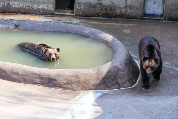 All participants will receive a discount coupon for the Bear Farm. (Adults 1,000 yen → 900 yen Children 500 yen → 400 yen)