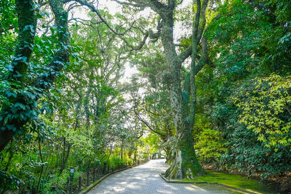 Shiroyama Nature Trail (Historic Forest Walk)