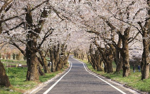 Akagi Nanmen Senbonzakura
(Stroll through one of Japan’s Top 100 cherry blossom spots / approx. 50 minutes)