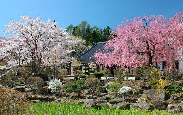 Kozenji Temple & Shinshuen Kozenji Branch
(Visit the most powerful spot in Southern Shinshu and enjoy the weeping cherry blossoms that adorn the grounds in a vibrant pink / Approx. 30 minutes)