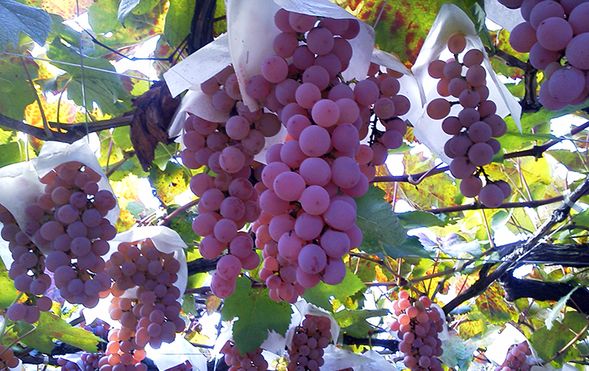Koshu City, Yamanashi (all-you-can-eat grape picking).