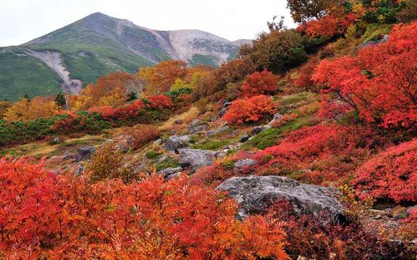 Norikura Tatamidaira Bus Terminal
(Enjoy exploring at your own pace, from a flat and easy walk around Tsurugaike Pond to a quick mini-hike up Mount Maou with panoramic views! / Approx. 80 mins)