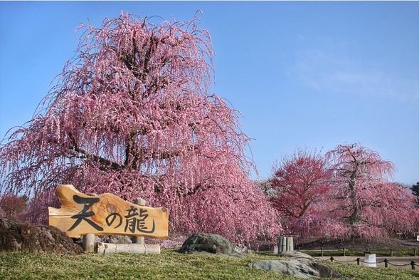 Suzuka Forest Garden
(Breathtaking views! Enjoy the 2026 Weeping Plum Festival / Approx. 50 minutes)