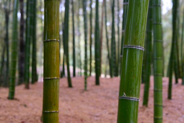 Bamboo Path (Take-no-Michi) Cycling(75 minutes)