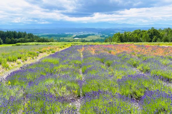 Rokugo Observatory(Short break / 15min)