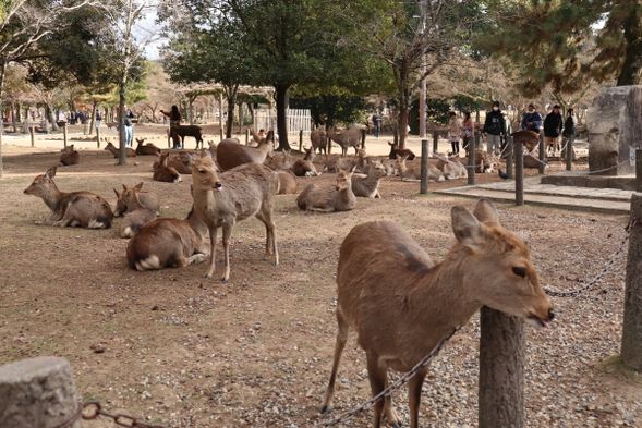 Nara Park (15 minutes)
