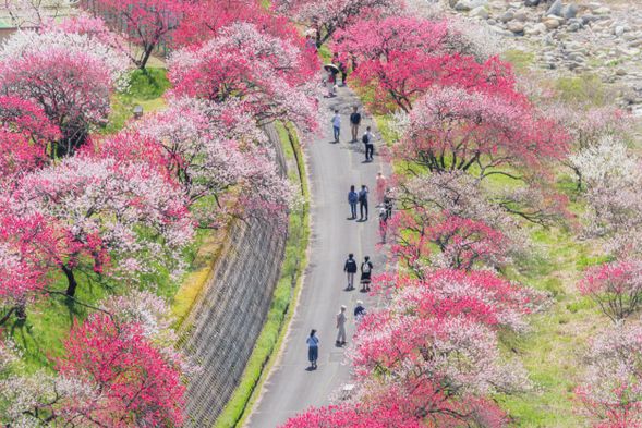 Hanamomo village(90min.)