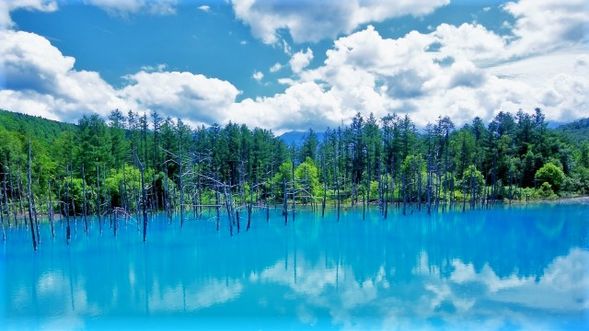 ☆Blue Pond / Biei (About 30 min stay)