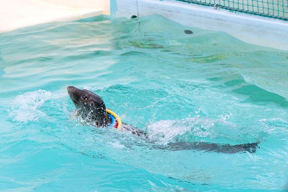 Otaru: Otaru Aquarium(2 hr)