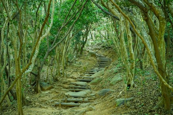 16:15 Totoro Forest (30min)