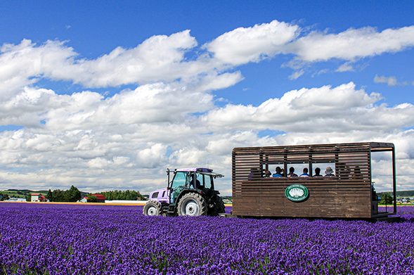 Lavender East (Free Time / Approx. 45 min)