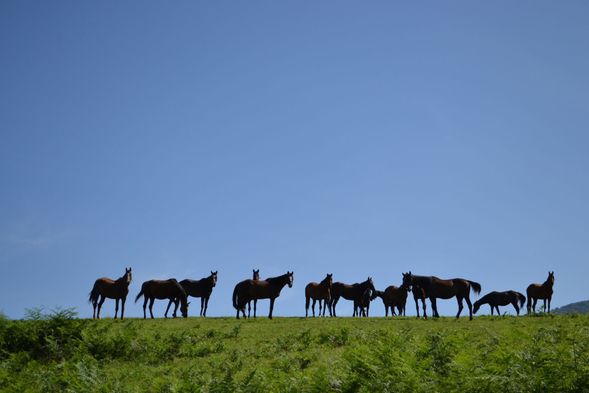 you’ll aim for the ranch at the highest elevation for a stunning view