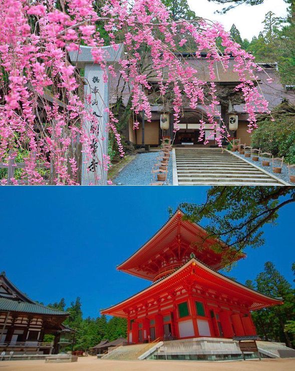 UNESCO World Heritage Site – Kongobuji Temple & Danjo Garan Area
Free exploration and worship around Kongobuji Temple, Konpon Daito Pagoda, and Kondo Hall. (Approx. 90 minutes)
Admission fees to Kongobuji Temple, Konpon Daito Pagoda, and Kondo Hall are not included.