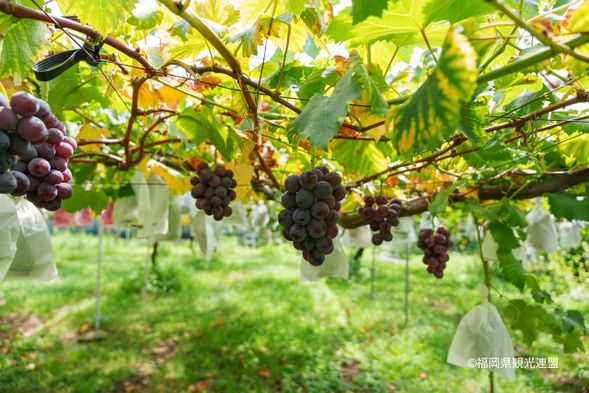 Shunkoen: Grapes picking(75min)
Greenhouse Grapes: Mid-July to Mid-August
Kyoho Grapes: August 16 to Mid-September
