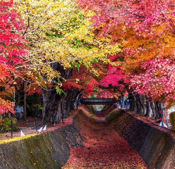 Kawaguchiko Momiji Corridor