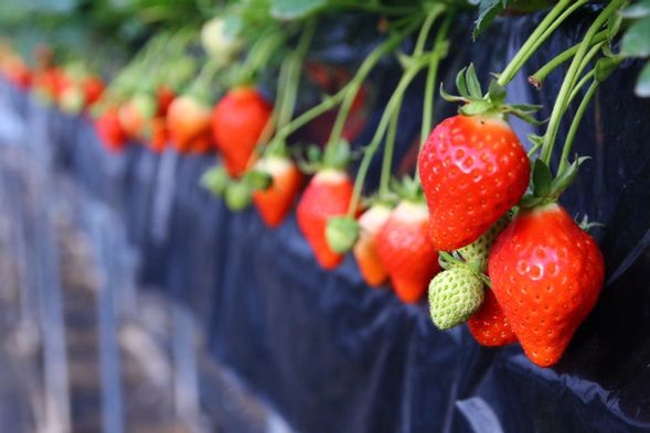 Strawberry Picking (Admission fee is included / 30 mins)