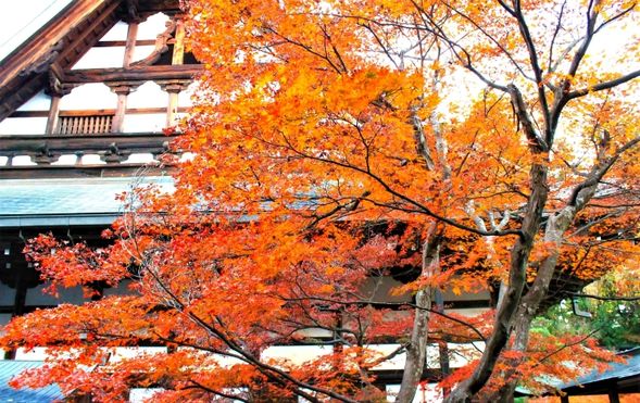 Erin-ji Temple (autumn leaves at Takeda Shingen’s family temple).