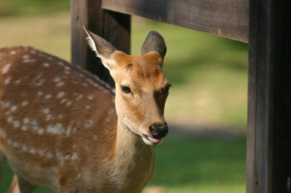 Nara Park (30 minutes)