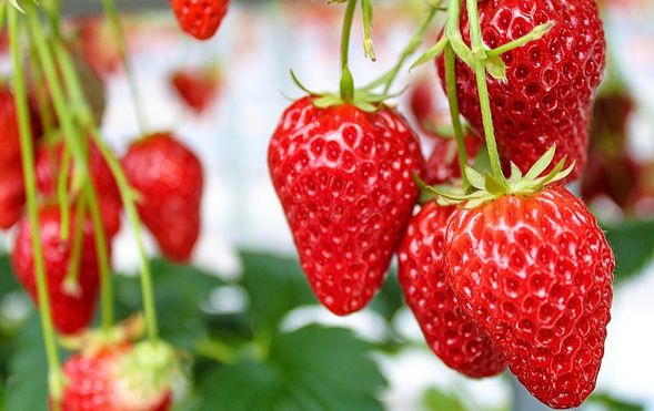 Ina City, Nagano Prefecture
(All-you-can-eat strawberry picking / Approx. 30 minutes)