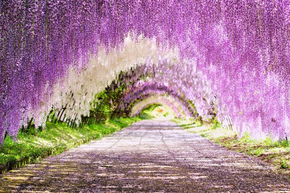 Kawachi Wisteria Garden (75 mins)