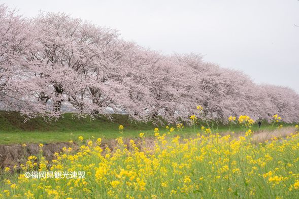 14:00 Nagarekawa Sakura Namiki (60min)