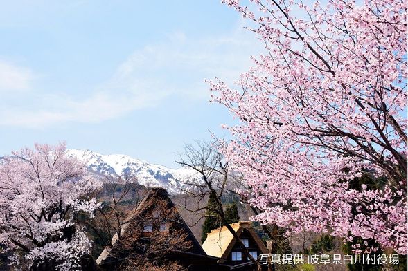 Arrive at Shirakawago
Walking in Shirakawa-go with Englishi Guide
(Wada House entrance include)
