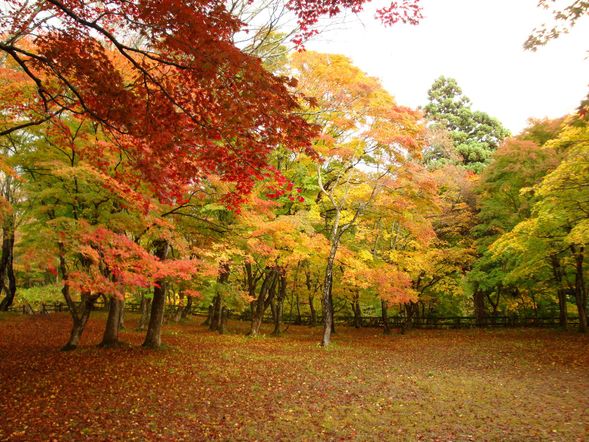 NAKANO MAPLE MOUNTAIN
(Approximately 40~60 -minute stay)