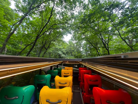 Enjoy a 360-degree panorama of endless cherry blossoms from the open-top bus