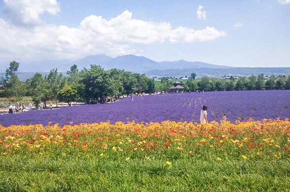 Farm Tomita (Free Time / Approx. 1 hr 20 min)