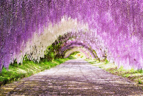 16:00 Kawachi Fujien Wisteria Garden (60min)