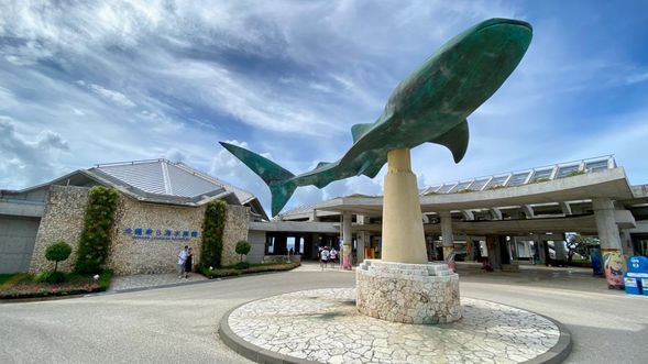 Stop by Okinawa Churaumi Aquarium and learn about marine animals (180 minutes)