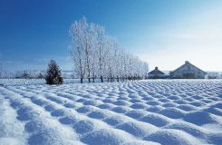 Farm Tomita (Shopping/30 mins)