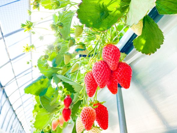 Strawberry picking(Admission fee is included/ 30 minutes)