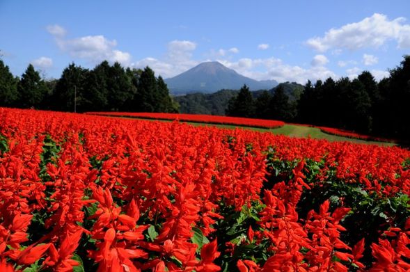 とっとり花回廊 散策(90分)