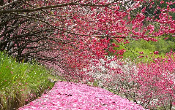 Achi Village, Nagano Prefecture
(Hanamomo blossom viewing featuring red, white, and pink flowers / approx. 50 minutes)
