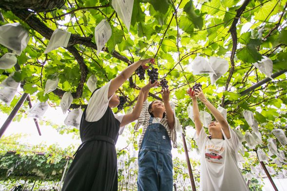 You can enjoy seasonal fruits! (40 mins.)
August-late September, Grape picking (700g), with 100% additive-free grape juice are included