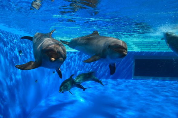 Kobe Suma Sea World (90 minutes/ Admission fee included)