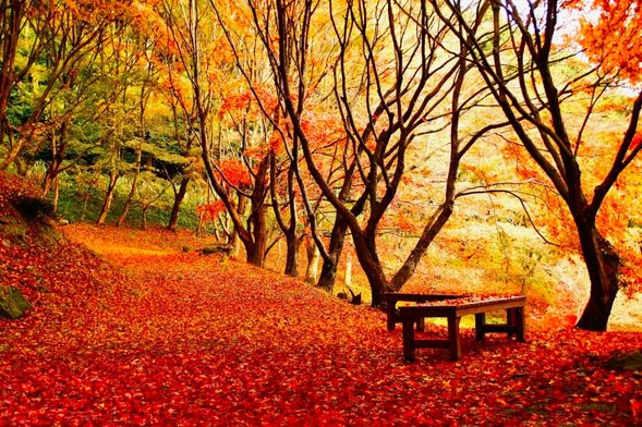 16:00 Kawachi Fujien Autumn Foliage (60min)