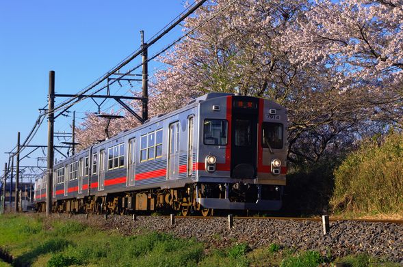 Yoro Chartered Railway (Ride a chartered train through a breathtaking full cherry blossom tunnel. / 25mins)