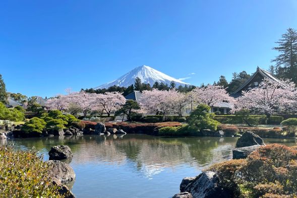 The head temple, Taiseki-ji.(総本山大石寺)
A dreamlike photo spot featuring a temple, Japanese garden, Mount Fuji, and cherry blossoms