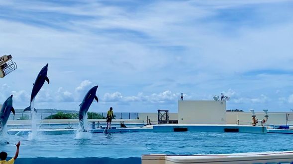 Stop by Okichan Theater to watch an amazing Dolphin show