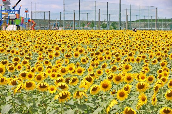 13:15 Yanagawa Sunflower Festival *Visit during sunflower season only from September 13th to 23rd*