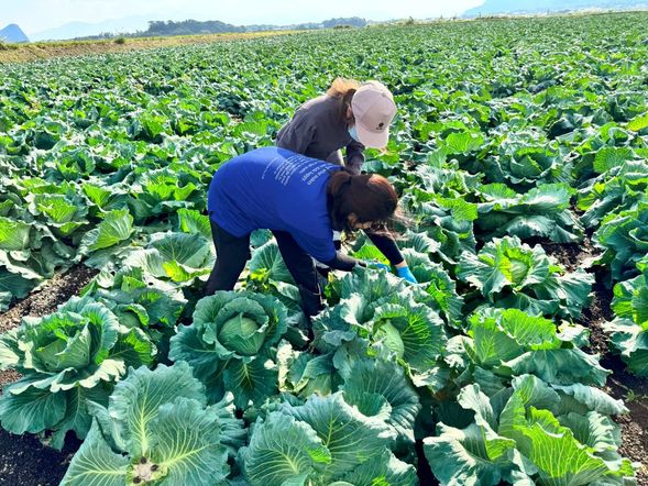 Daikichi Farm
Vegetable Harvest
Smoothie Making