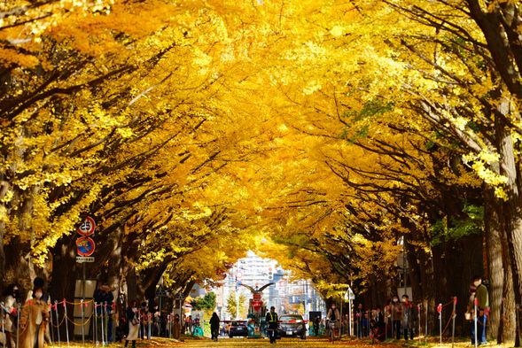 Ginkgo tree-lined street
